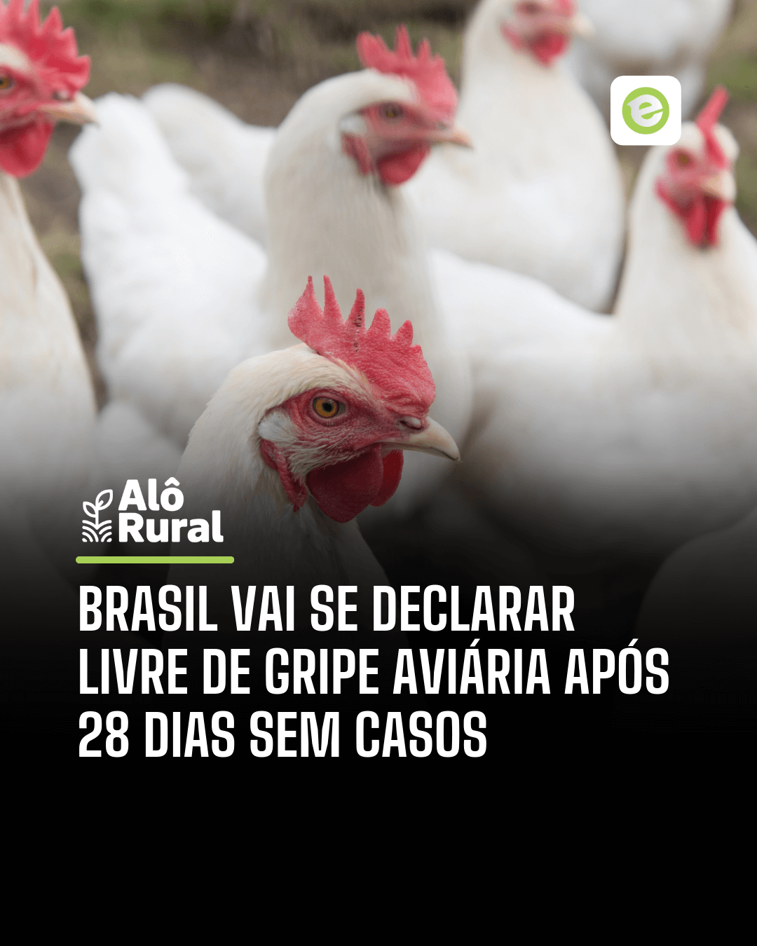 Imagem 7